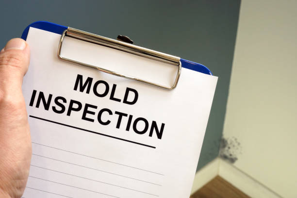 Best Air Quality Testing for Mold Spores  in Rodeo, CA